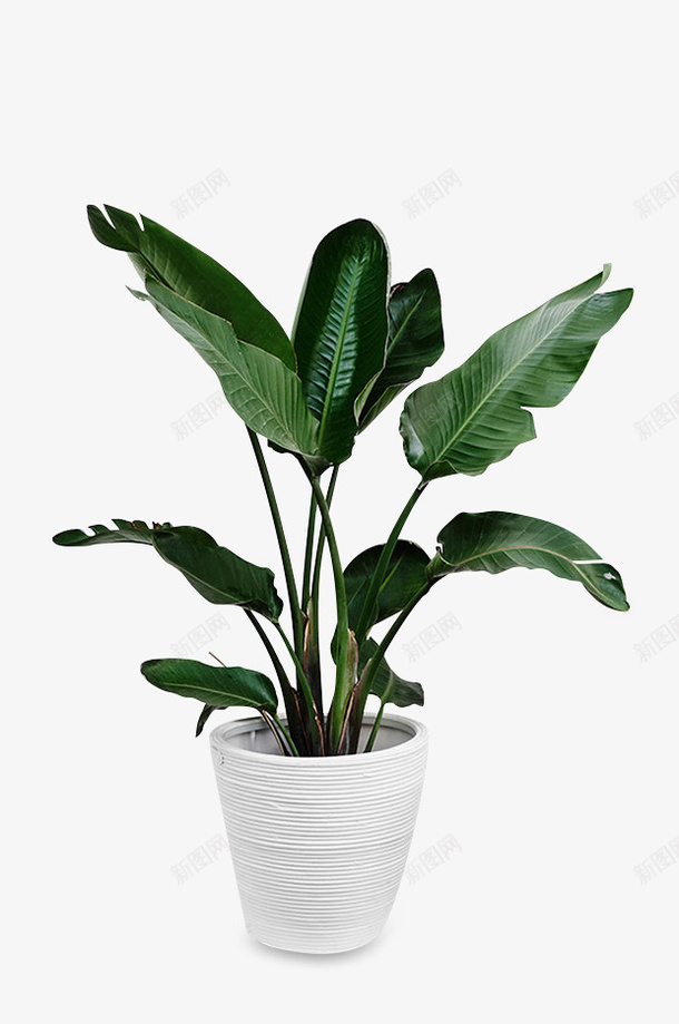 绿色植物居家盆栽png免抠素材_88icon https://88icon.com 室内装饰 植物 热带植物 盆栽 绿色 花盆 净化空气 装饰