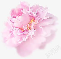 白色侧面牡丹花png免抠素材_88icon https://88icon.com 牡丹花 白色侧面