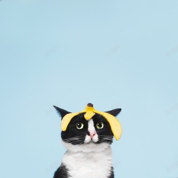 顶着香蕉皮的黑猫海报背景jpg设计背景_88icon https://88icon.com 海报 背景 香蕉