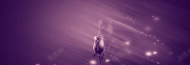 婚纱照紫色玫瑰背景bannerjpg设计背景_88icon https://88icon.com banner 光束 婚纱照 玫瑰 紫色 背景