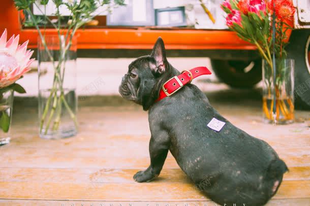 怀旧小狗花园jpg设计背景_88icon https://88icon.com 怀旧 花园