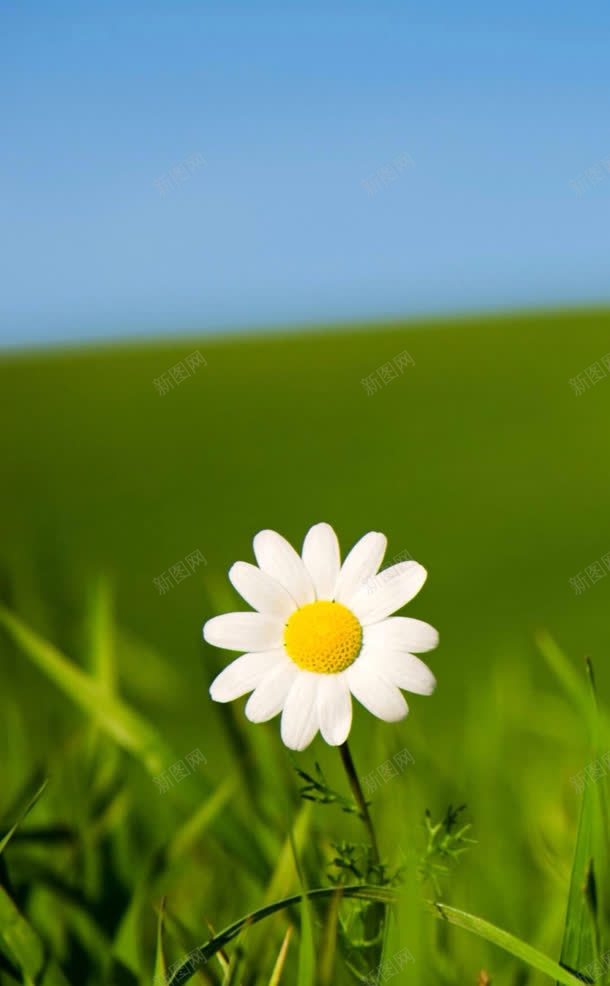 草地上的白色小花jpg设计背景_88icon https://88icon.com 白色 草地