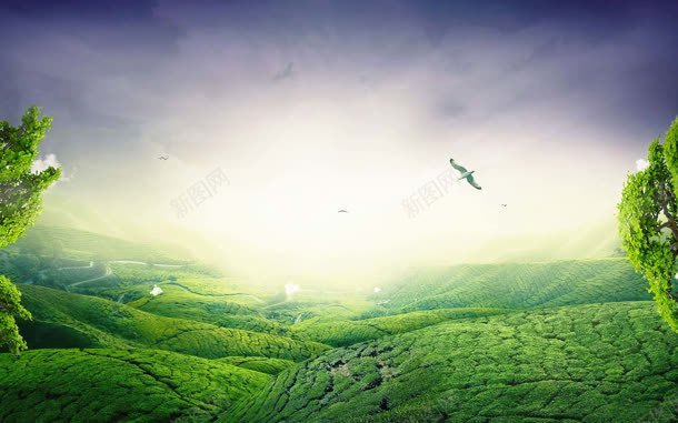 蓝天阳光下的绿茶园jpg设计背景_88icon https://88icon.com 茶园 蓝天 阳光
