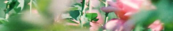 纯洁粉色盛开小花jpg设计背景_88icon https://88icon.com 盛开 粉色 纯洁
