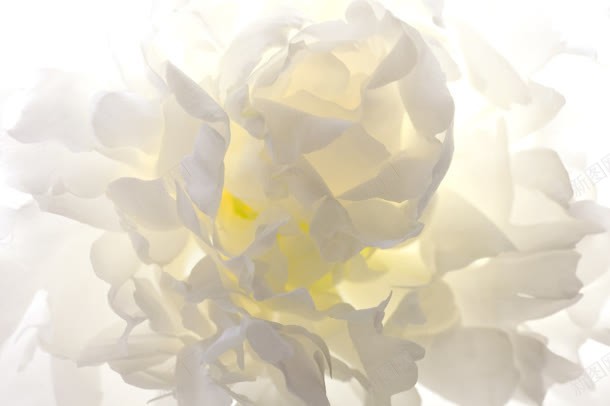 阳光透过花瓣jpg设计背景_88icon https://88icon.com 花瓣 透过 阳光