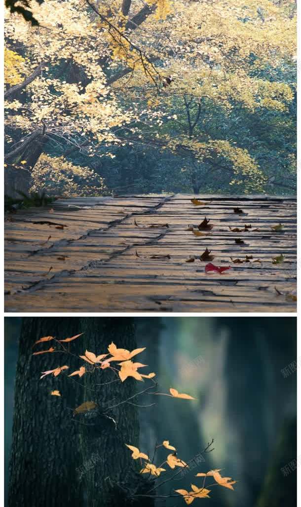 晚秋黄叶树木岩石jpg高清背景_88icon https://88icon.com 岩石 晚秋 树木 黄叶