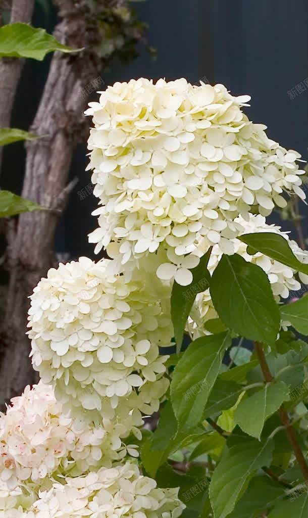 八仙花绣球花植物花朵jpg设计背景_88icon https://88icon.com 八仙 植物 绣球 花朵