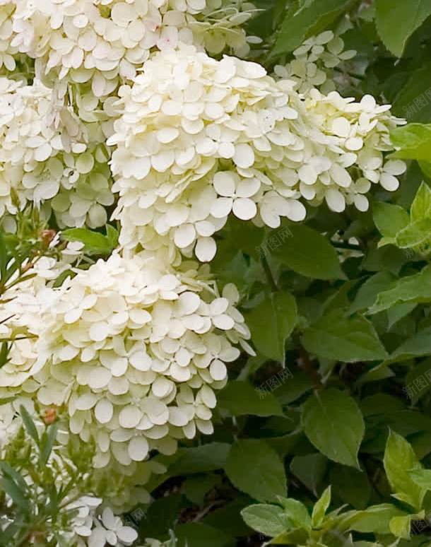 八仙花绣球花植物花朵jpg设计背景_88icon https://88icon.com 八仙 植物 绣球 花朵