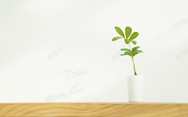 绿色树叶盆栽宽屏jpg设计背景_88icon https://88icon.com 树叶 盆栽 绿色