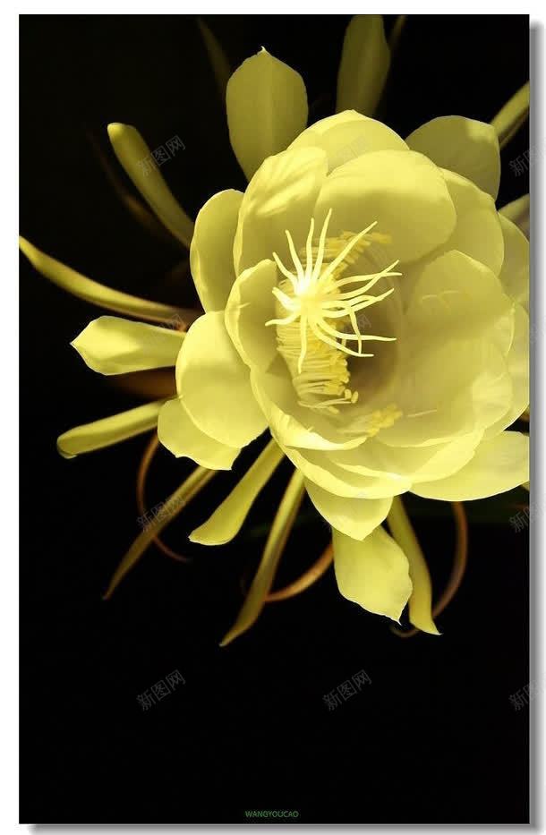 黄色昙花花朵植物jpg设计背景_88icon https://88icon.com 昙花 植物 花朵 黄色