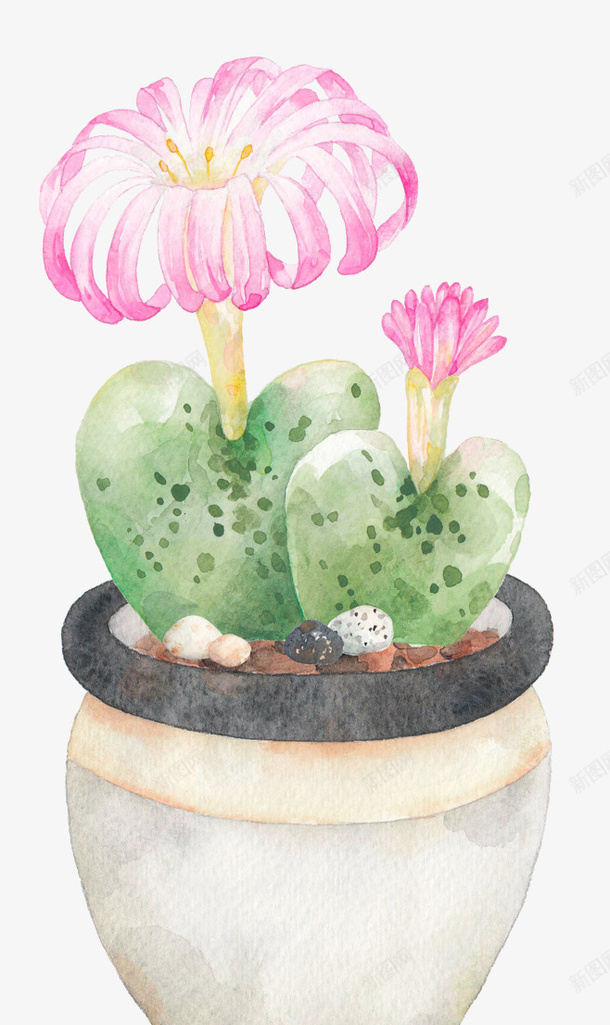 多肉植物生石花开花png免抠素材_88icon https://88icon.com 仙人掌 多肉 生石花 都肉植物