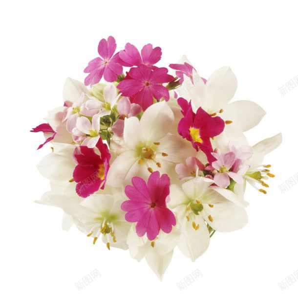 粉色白色小花花束jpg设计背景_88icon https://88icon.com 白色 粉色 花束
