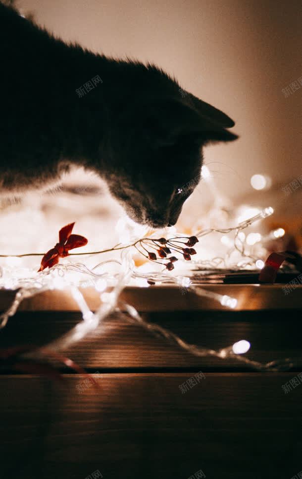 黑色猫咪小花猫猫jpg设计背景_88icon https://88icon.com 黑色 黑色底图
