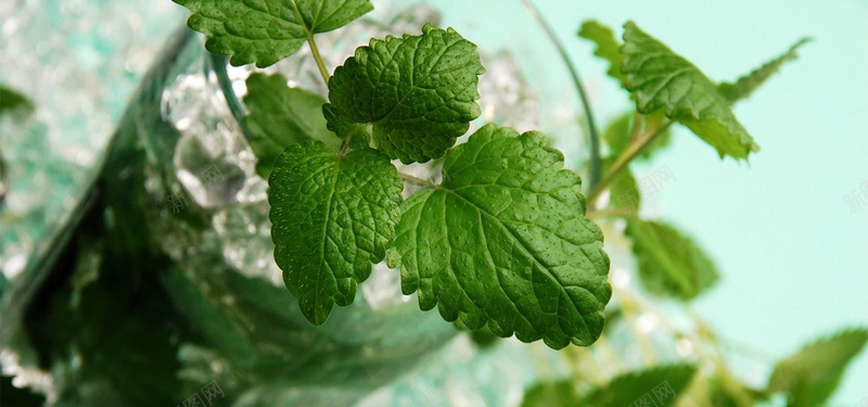 夏季清爽薄荷小清新bannerjpg设计背景_88icon https://88icon.com 冰块 夏季 小清新 文艺 海报banner 清爽 简约 薄荷