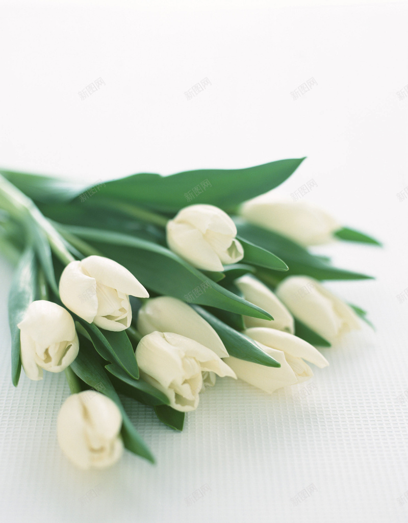 白玫瑰鲜花速递鲜花订购背景jpg设计背景_88icon https://88icon.com 情人节 生活素材 白玫瑰 简约 素材 节日设计素材 花束 设计素材 高清 鲜花 鲜花订购 鲜花速递