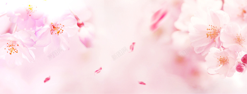樱花季梦幻渐变花瓣粉bannerpsd设计背景_88icon https://88icon.com 小清新 广告 文艺 春天 春季 桃花 桃花节 梦幻 樱花 浪漫 粉色 素材 背景 花卉 花瓣 设计