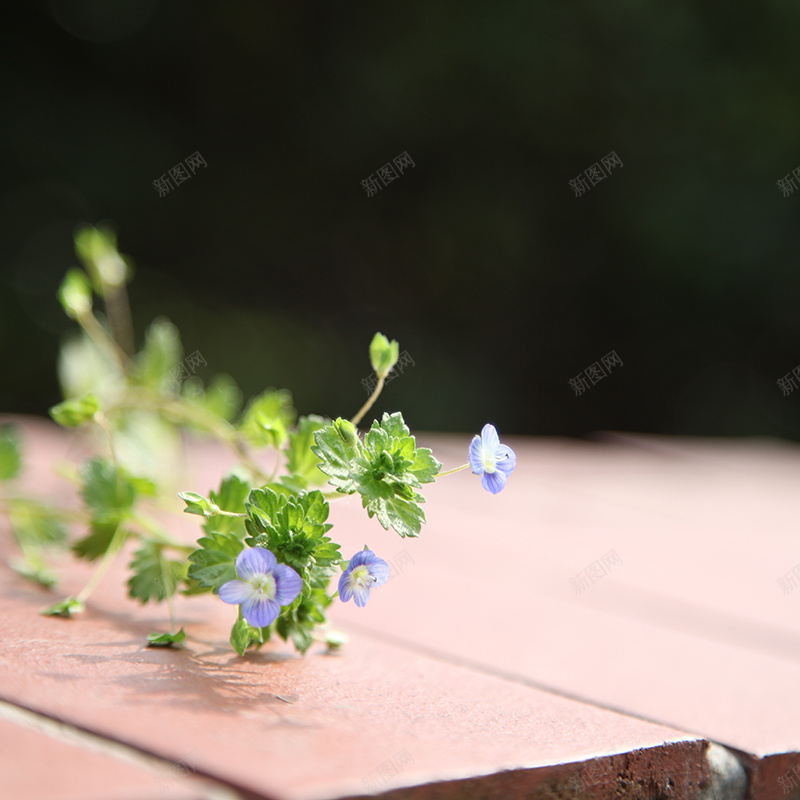 木板野花背景jpg设计背景_88icon https://88icon.com 主图 文艺 木板 清新 纹理 质感 野花