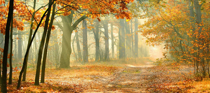 秋天秋季淘宝背景jpg设计背景_88icon https://88icon.com 女装 女鞋 摄影 树林 森林 橙色 海报banner 淘宝 秋天 秋季 背景 路 风景