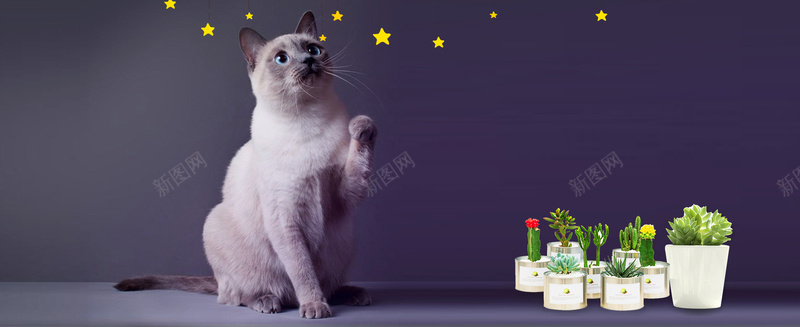 可爱萌宠小猫咪文艺盆栽灰色背景psd设计背景_88icon https://88icon.com 几何 动物 动物美容 卡通 宠物 宠物美容 广告 电商 童趣 素材 背景 设计