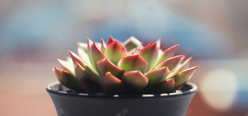 唯美多肉jpg设计背景_88icon https://88icon.com 多肉 小清新 文艺 海报banner 深色 盆栽 简约 绿植 阳光