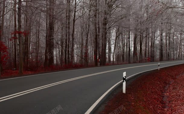 冬季树林间的马路海报背景jpg设计背景_88icon https://88icon.com 冬季 树林 海报 背景 马路