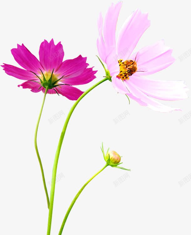 春天粉红色园林花朵png免抠素材_88icon https://88icon.com 园林 春天 粉红色 花朵