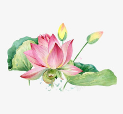 电脑手绘荷花儿png图片下载 电脑手绘荷花儿素材