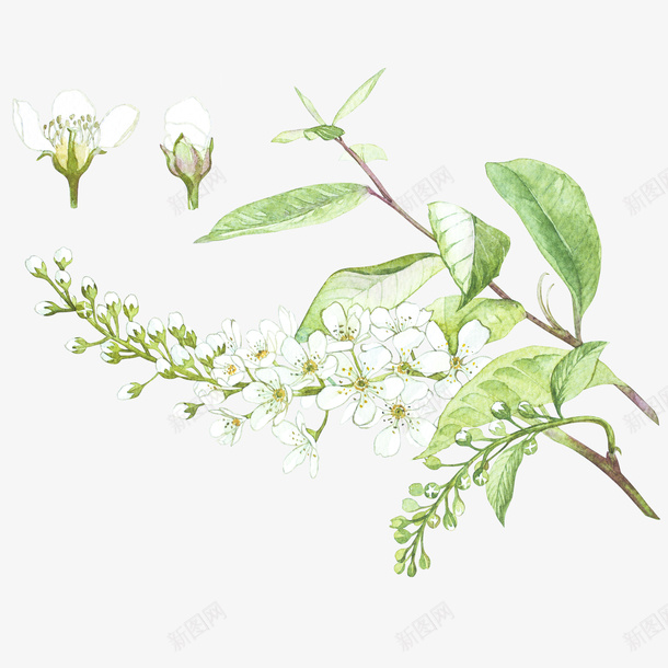 手绘绿色植物图png免抠素材_88icon https://88icon.com 卡通手绘 树枝 梨树 梨花 植物 水彩 白色 绿色 花朵 鲜花