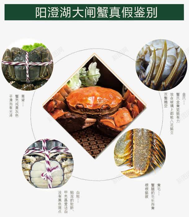 大闸蟹详情页说明png免抠素材_88icon https://88icon.com 大闸蟹 淘宝详情页 详情页说明