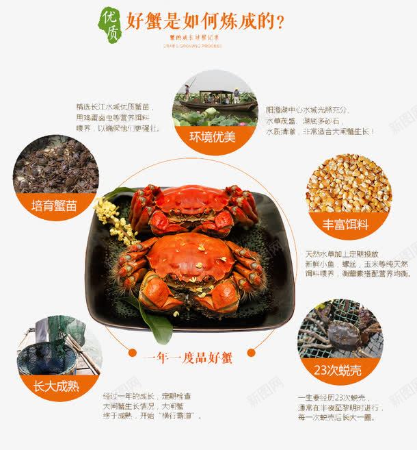螃蟹说明图详情页png免抠素材_88icon https://88icon.com 美食 螃蟹