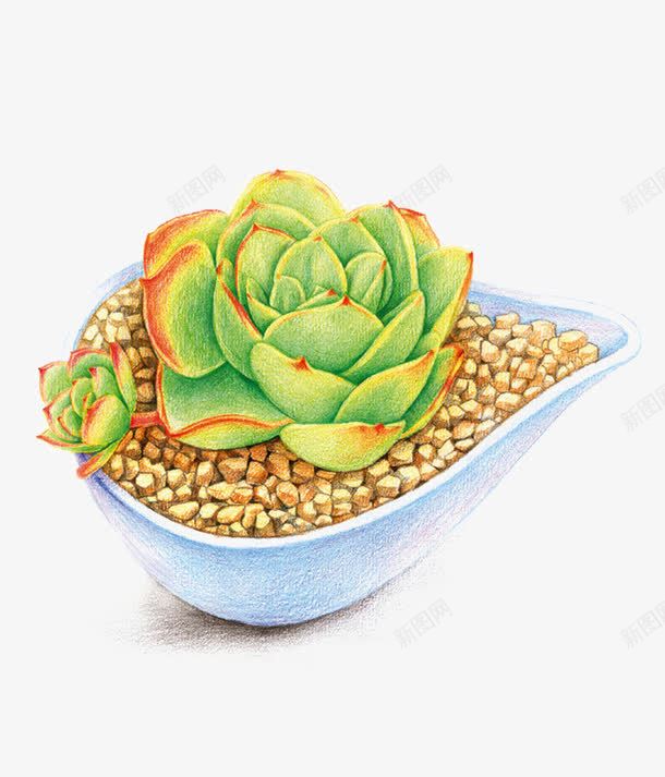 莲花png免抠素材_88icon https://88icon.com 多肉 手绘植物 盆栽 绿色 装饰