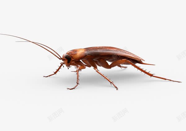 害虫蟑螂png免抠素材_88icon https://88icon.com 卫生 小强 昆虫 灭蟑螂 生物 蟑螂 蟑螂药