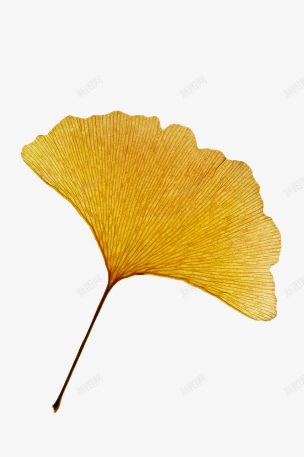 金黄色银杏叶png免抠素材_88icon https://88icon.com png图片 书签 叶子 水彩 金黄色 银杏叶