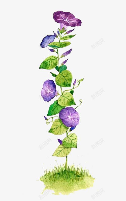 水彩牵牛花png免抠素材_88icon https://88icon.com 小清新水彩植物 平面设计装饰图案 彩铅牵牛花 条形牵牛花 牵牛花PNG 牵牛花藤 牵牛花边框 蓝紫色牵牛花
