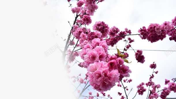 春天樱花摄影背景元素之六psd免抠素材_88icon https://88icon.com 元素 摄影背景 春天 樱花 设计