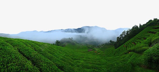 绿色茶田png免抠素材_88icon https://88icon.com 山 植物 绿色 绿茶田 茶园 茶田 雾气