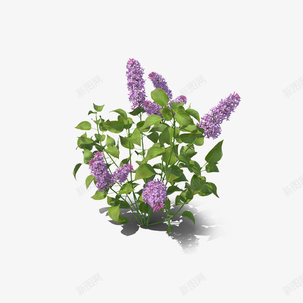 紫丁香装饰png免抠素材_88icon https://88icon.com 春天 紫丁香 紫色 花草