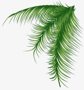 绿色植物细长叶子png免抠素材_88icon https://88icon.com 叶子 细长 绿色植物