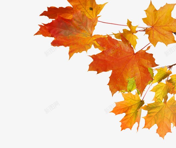 枫树枫叶实物图案png免抠素材_88icon https://88icon.com 叶子 实物图 枫树 枯叶 树木 桔梗 植物 黄叶