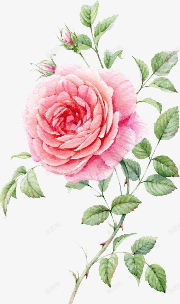 水彩手绘粉色玫瑰花png免抠素材_88icon https://88icon.com 含苞待放玫瑰花 水彩手绘粉色玫瑰花