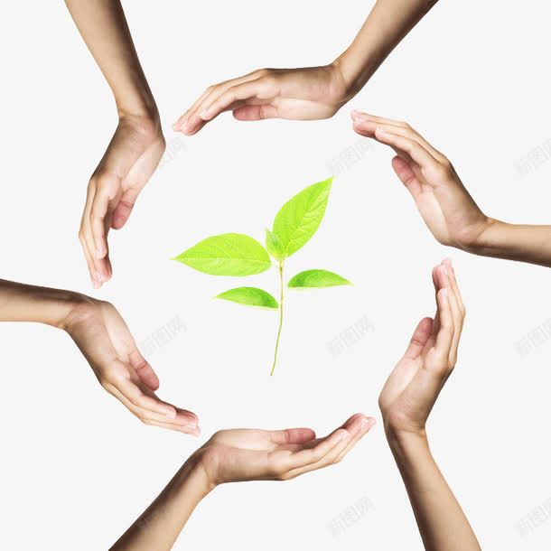 呵护小草png免抠素材_88icon https://88icon.com 呵护 手 环保 绿色