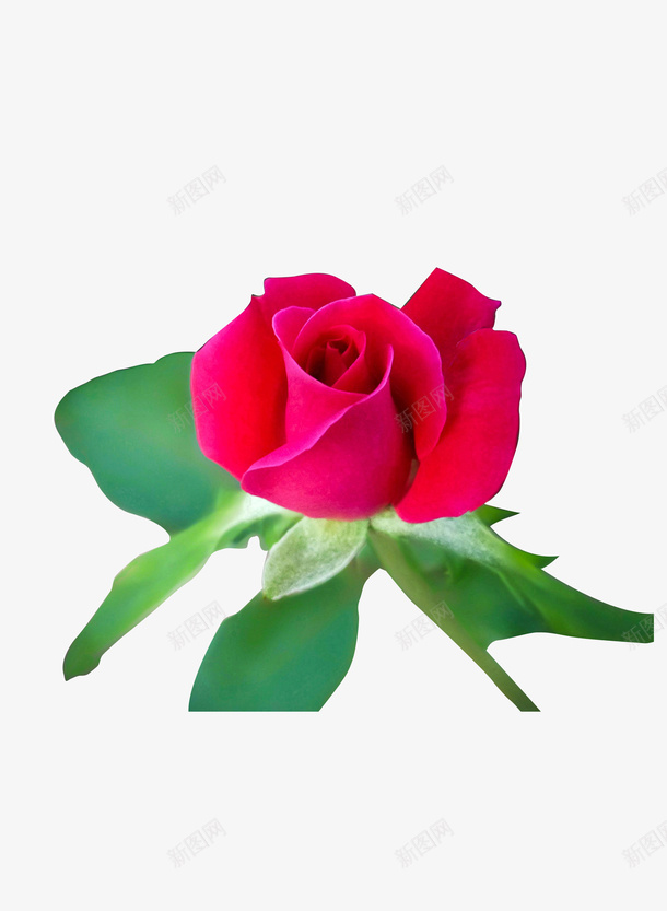 春天玫瑰花花简约psd免抠素材_88icon https://88icon.com 春天 玫瑰花 简约 花