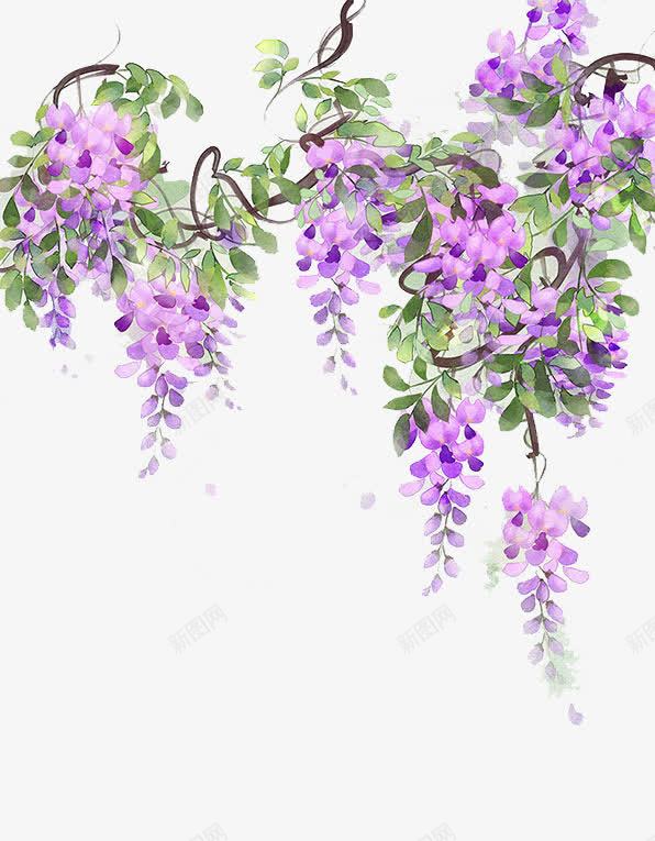 手绘大片紫藤png免抠素材_88icon https://88icon.com 中国式 手绘紫藤花 紫色花朵 紫藤花 绿色叶子 藤萝 装饰