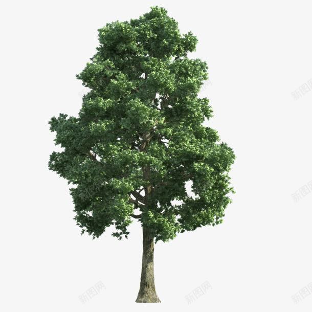 绿色绿叶树png免抠素材_88icon https://88icon.com 免抠png 春天 树 植树节 绿色