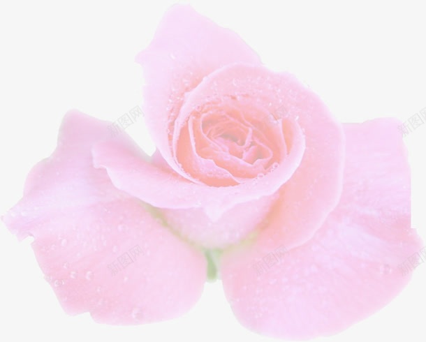 粉色玫瑰花婚礼三折页png免抠素材_88icon https://88icon.com 图片 婚礼 玫瑰花 粉色