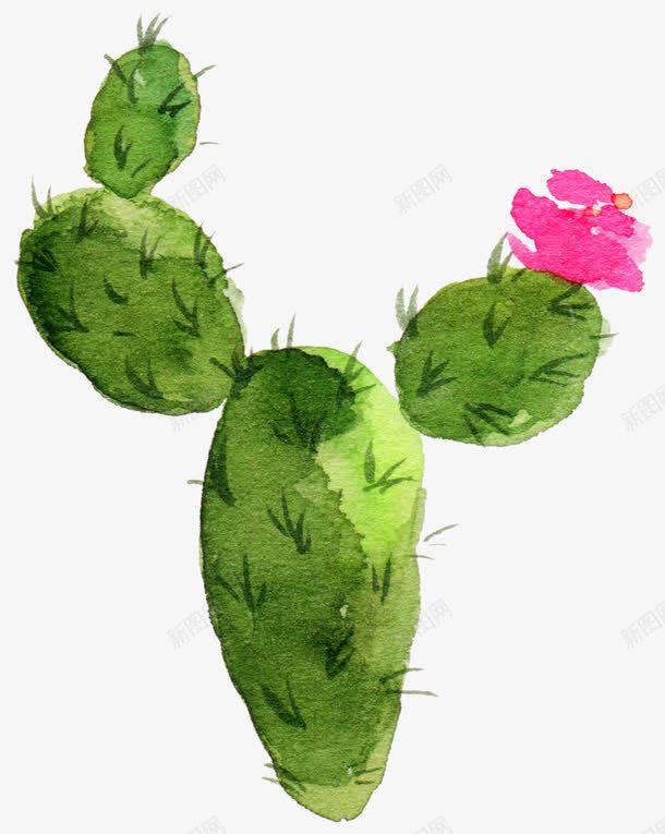 开花的仙人掌png免抠素材_88icon https://88icon.com 仙人球 开花的仙人掌 水彩手绘仙人掌