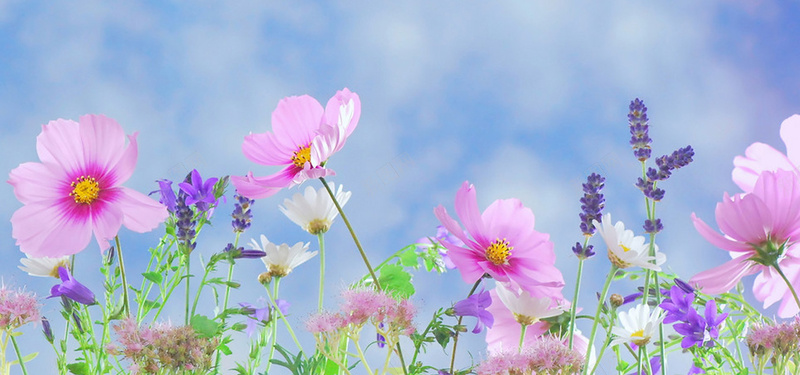 五彩缤纷的花卉jpg_88icon https://88icon.com 摄影 晴天 植物 海报banner 白云 粉红色的花 紫罗兰 紫色 花卉 蓝天 蓝色 野生 风景 鲜花 黄色