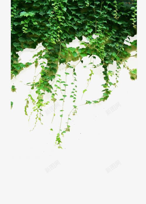 绿色藤蔓png免抠素材_88icon https://88icon.com 叶子 攀附植物 枝 枝杆 爬墙 爬墙植物 爬山虎 绿叶 自然 藤蔓