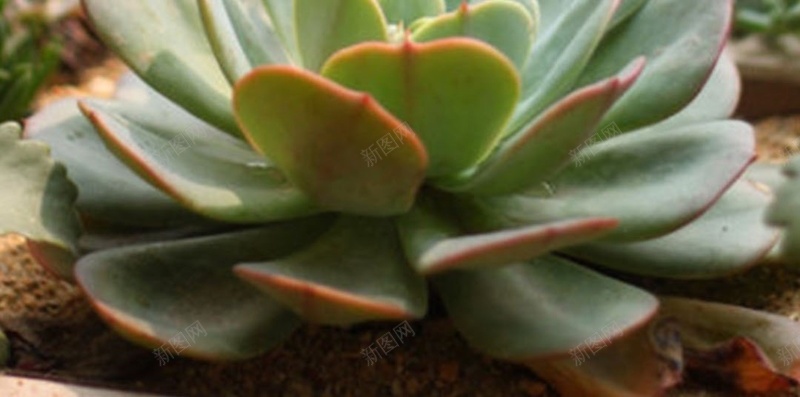 文艺多肉植物H5背景jpg设计背景_88icon https://88icon.com H5 h5 多肉 小清新 彩色 文艺 植物 清新 简约 萌