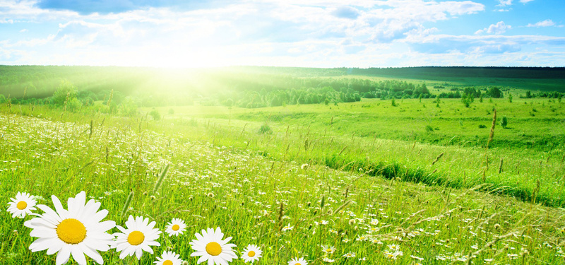 小清新野菊花地背景图jpg设计背景_88icon https://88icon.com 小清新 文艺 海报banner 灿烂 简约 绿色 草地 野菊花 阳光